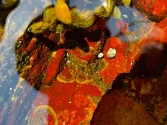 Atlantic Limpet-garden Weed thumbnail 1