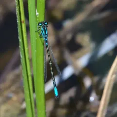 Swift Forktail thumbnail 1