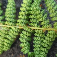fragrant wood fern thumbnail 4