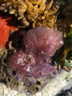 Eudistoma purpuropunctatum thumbnail 3
