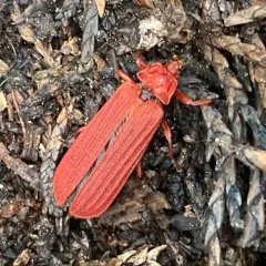 Punicealis hamata thumbnail 2