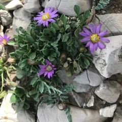 Wyoming townsend daisy thumbnail 3