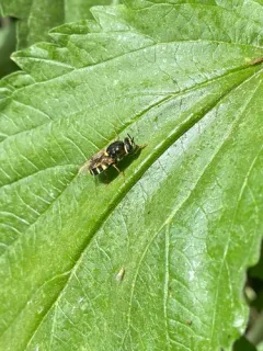 Stratiomys currani thumbnail 2