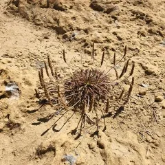 Buck's-horn Plantain thumbnail 2