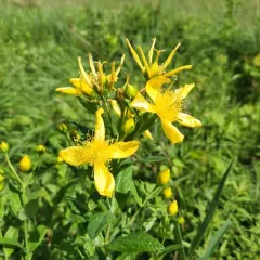 Great St. John's Wort thumbnail 2