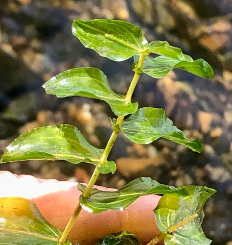 Perfoliate Pondweed