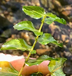 Perfoliate Pondweed thumbnail 1