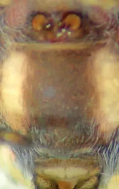 Mallos pallidus thumbnail 3