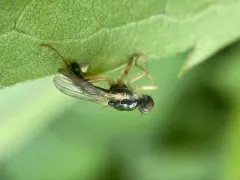 Cordilura pleuritica thumbnail 2