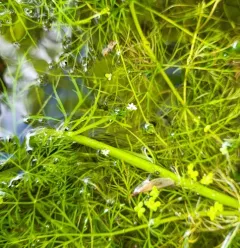 water howellia thumbnail 1