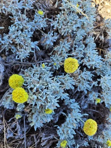 Umtanum Desert Buckwheat