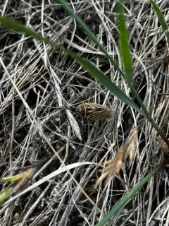Walking Cicada thumbnail 1
