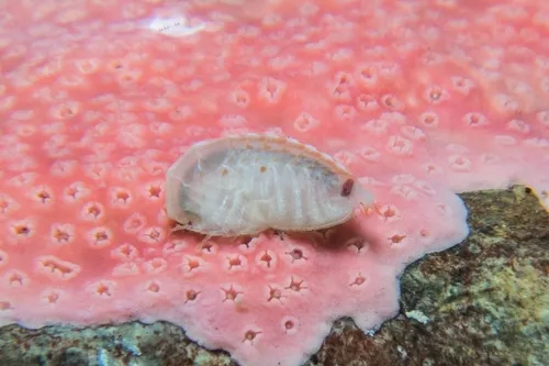 Lepidepecreum gurjanovae