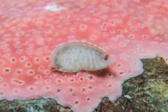 Lepidepecreum gurjanovae thumbnail 1