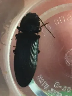 Hemicrepidius morio thumbnail 3