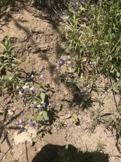 broad leaved collinsia thumbnail 3