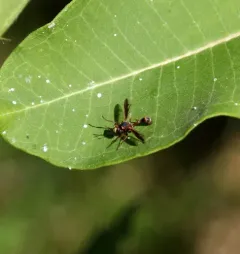 Physocephala marginata thumbnail 2