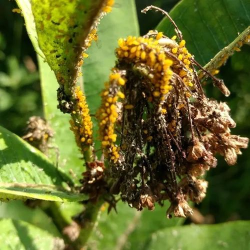 Oleander Aphid
