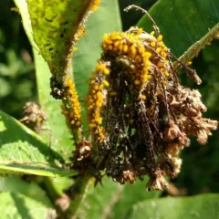 Oleander Aphid thumbnail 1