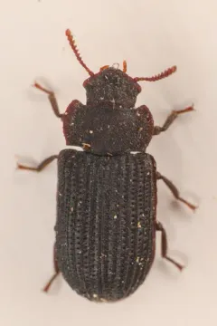 Conk-loving Darkling Beetle thumbnail 1
