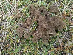 Snow-bed Iceland Lichen thumbnail 2