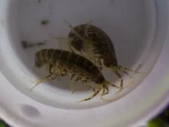 Grandidierella japonica thumbnail 3