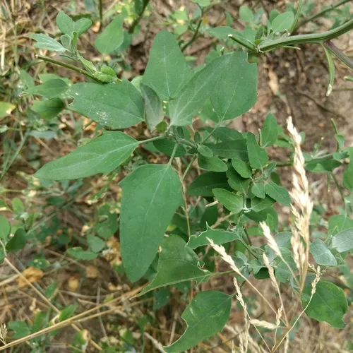 Common Lambsquarters