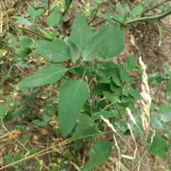 Common Lambsquarters thumbnail 1