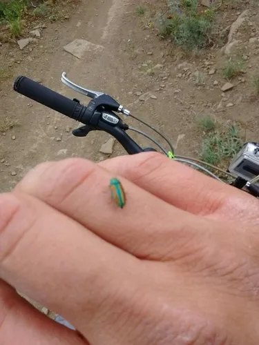 Flatheaded Cone Borer