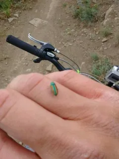 Flatheaded Cone Borer thumbnail 1