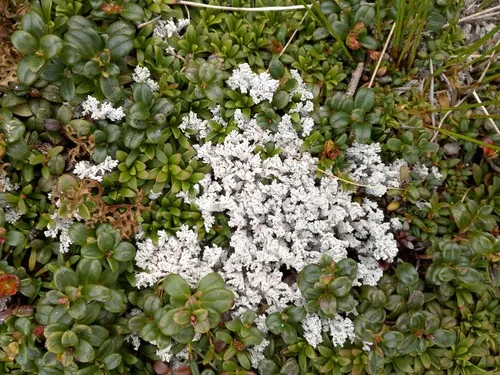 Alpine Foam Lichen