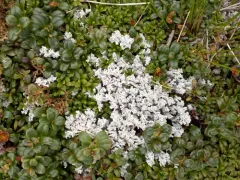 Alpine Foam Lichen thumbnail 1
