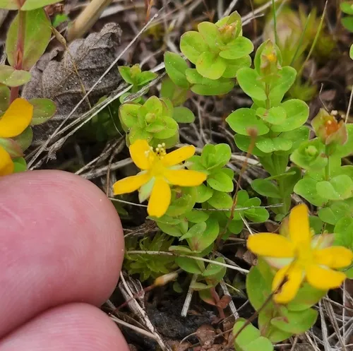 Bog St. John's-wort