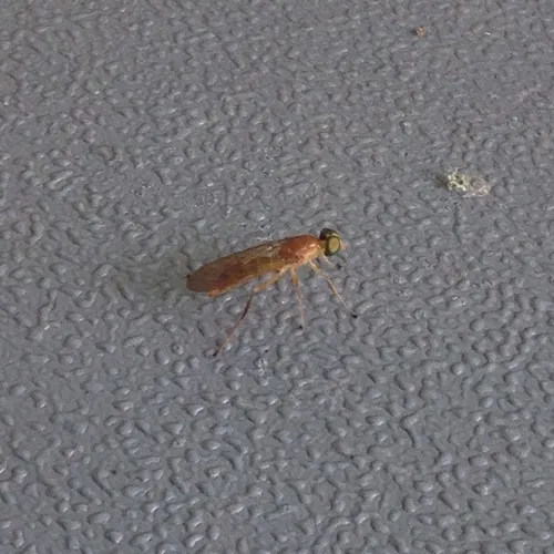 Compost Fly