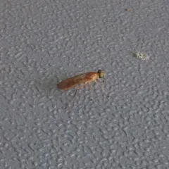 Compost Fly thumbnail 1