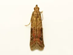 Reddish Ephestiodes Moth thumbnail 3