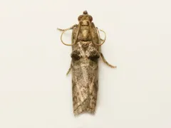 Birch Tubemaker Moth thumbnail 2
