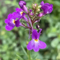 Annual Toadflax thumbnail 1