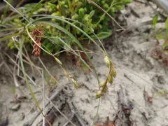 beach sedge thumbnail 2