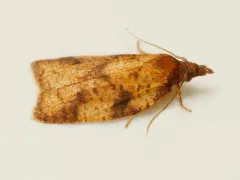 Cenopis eulongicosta thumbnail 2