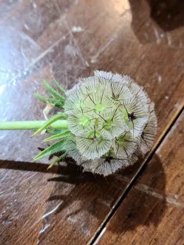 starflower pincushions