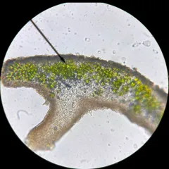 Thomson's Rosette Lichen thumbnail 2