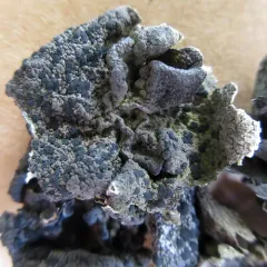 Arctic Rocktripe Lichen thumbnail 2