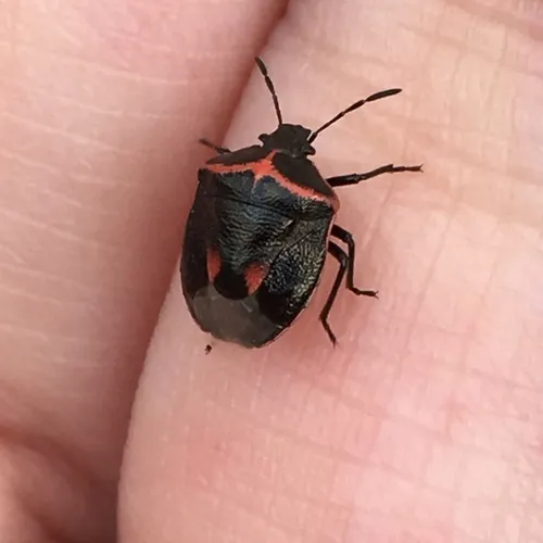 Twice-stabbed Stink Bug