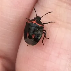 Twice-stabbed Stink Bug thumbnail 1