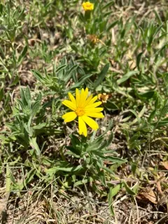Heterotheca angustifolia thumbnail 2