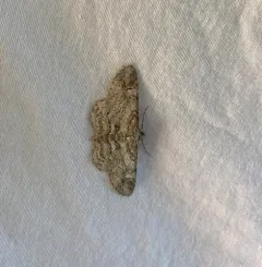 Iridopsis emasculatum thumbnail 2