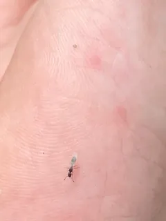 Northern Thin Ant thumbnail 3