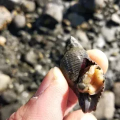 Dire Whelk thumbnail 1