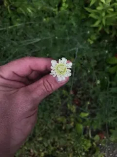 Cream Scabious thumbnail 3